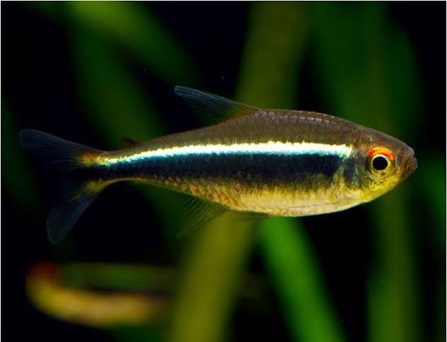 Black Neon Tetra (Hyphessobrycon herbertaxelrodi) – The Consolidated Fish  Farms Inc.